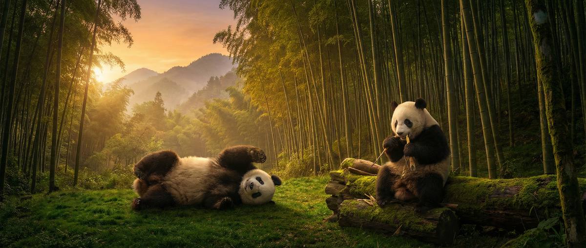 毛片动物写真视频社区