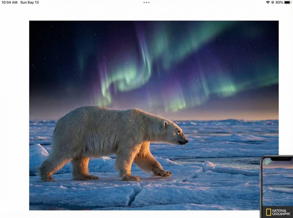 毛片北极熊视频